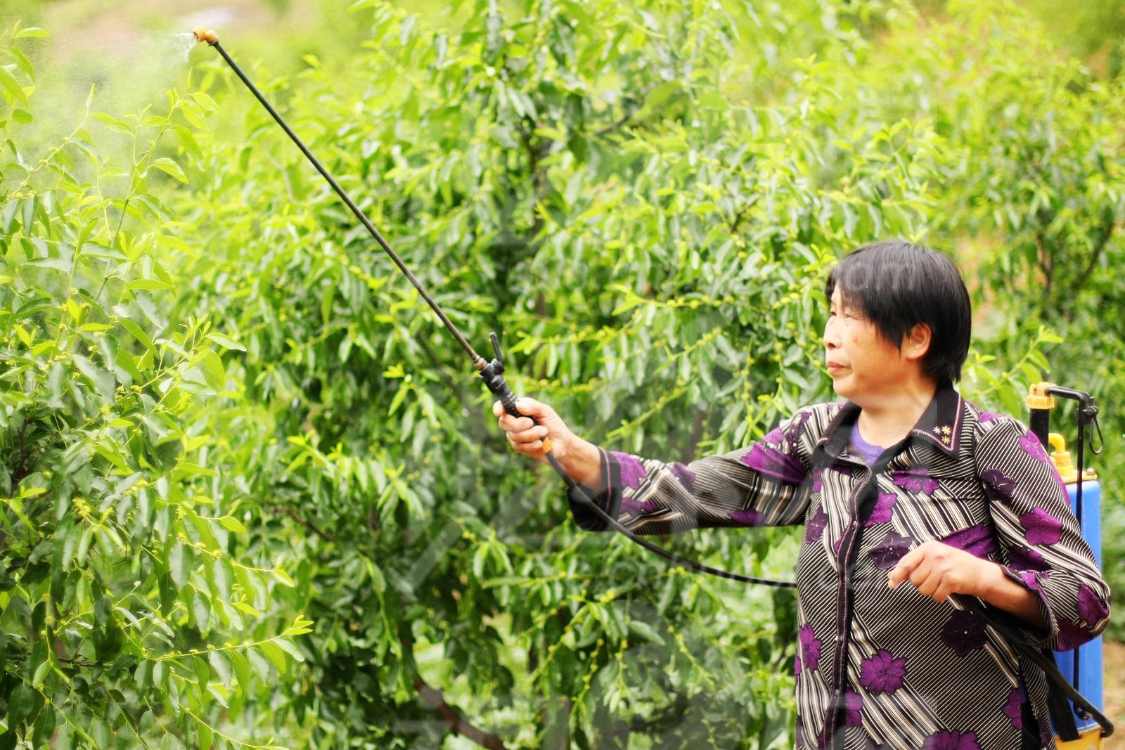 防治作物病害时是雨前打药效果好还是雨后打药效果好?