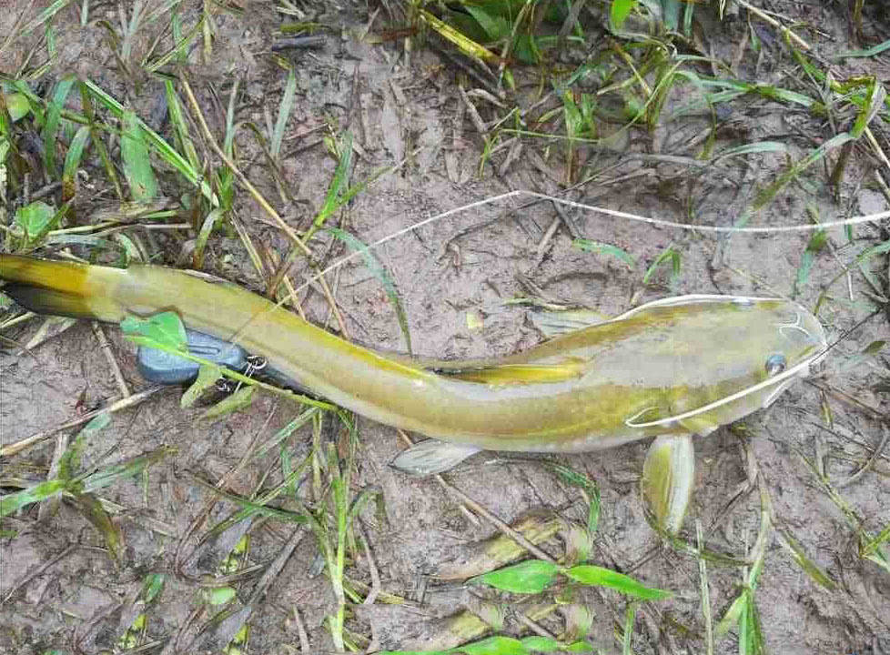 在腾冲槟榔江有一种会上树的鱼叫做石扁头