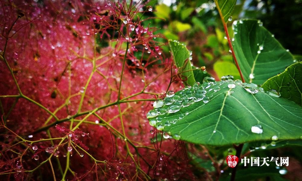 大連雨後清晨 草木掛滿晶瑩水珠