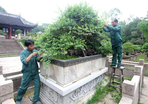 5月22日,园艺师在修剪树龄上百岁的雀梅王老桩盆景