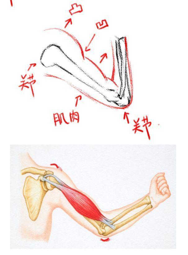 骨骼肌手抄报图片