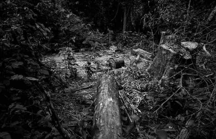 热带雨林图片真实恐怖图片