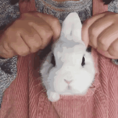 会撒娇懂卖萌的兔兔最好命!