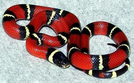 世界上10种最漂亮的蛇图片