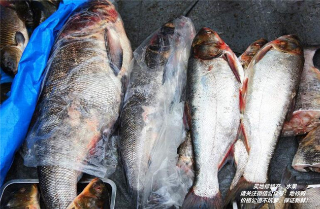 大黃堡鰱魚