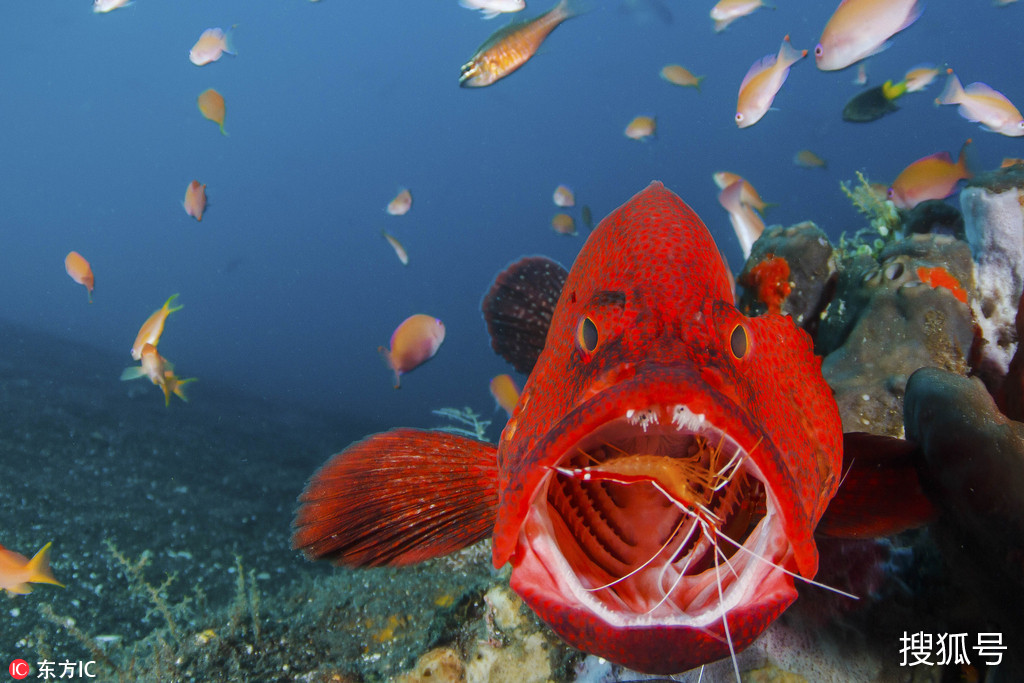 深海水族馆红色草海龙图片