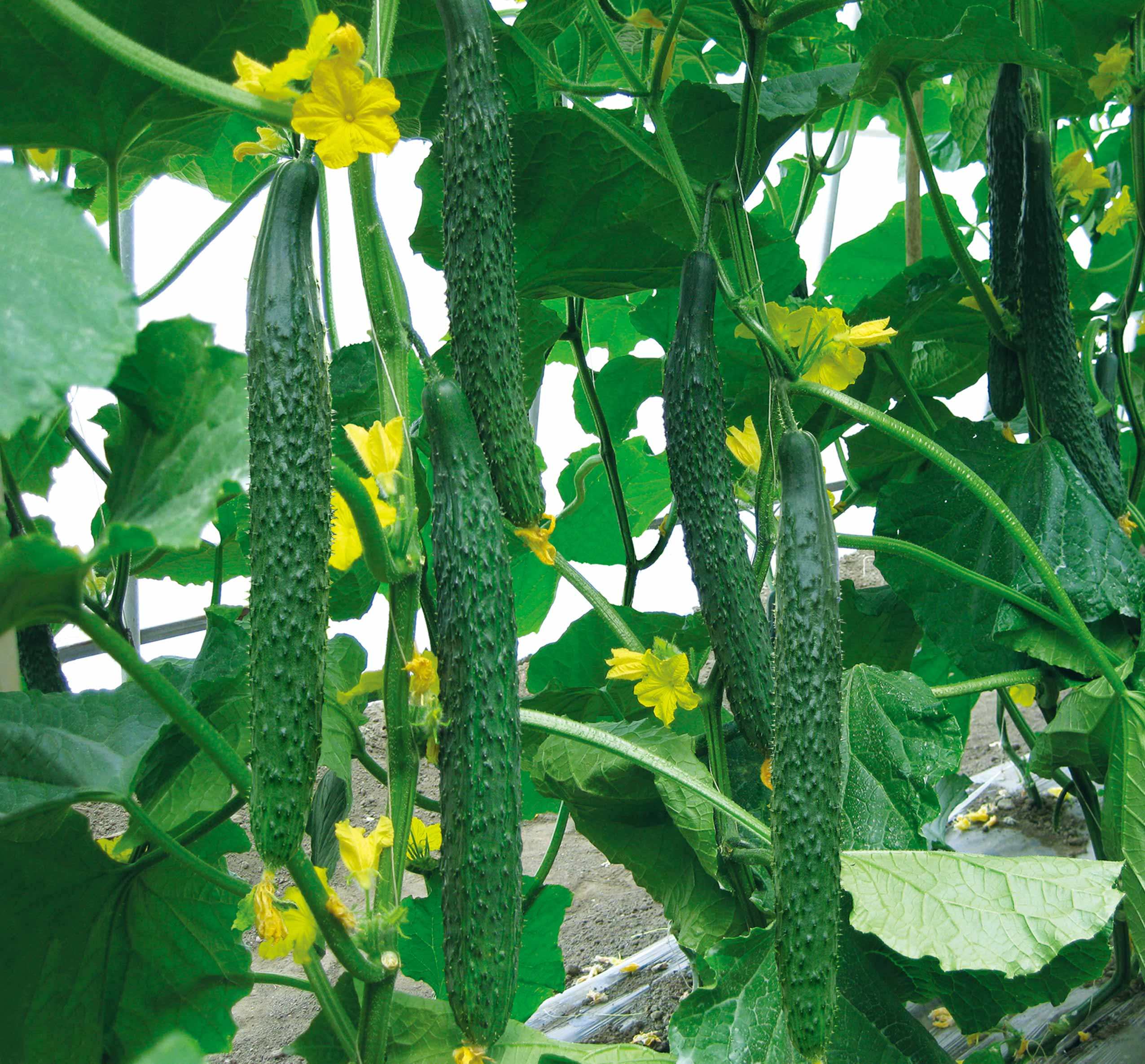 【好碧施】黄瓜施用生物有机肥后增值10400元,且叶色深绿,瓜直,商品性