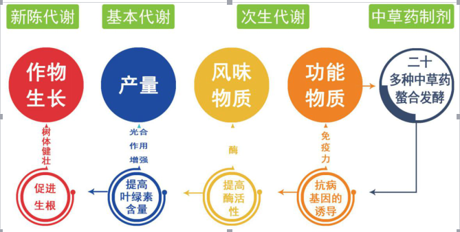 种间关系化感图片