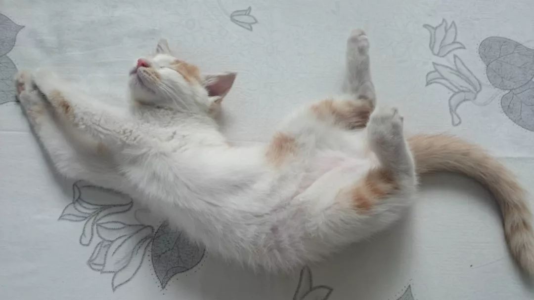 伸懒腰的猫壁纸图片
