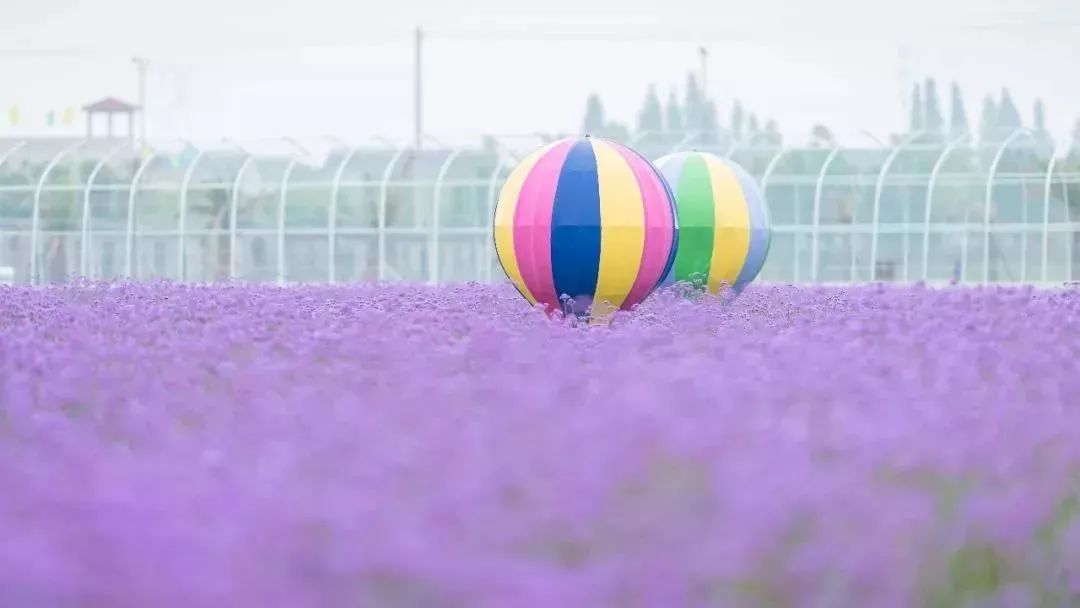 足足800亩常州绝美紫色花海来了分分钟惊艳你的朋友圈