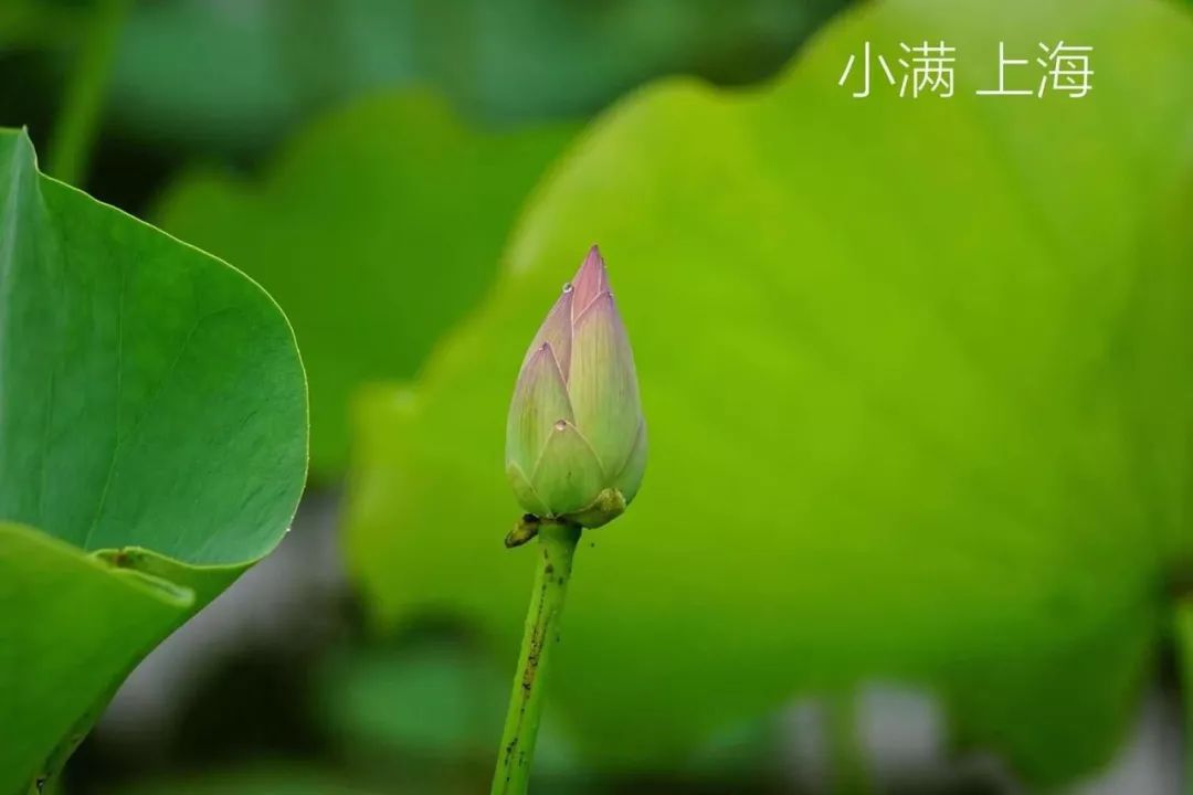 小满节气摄影汇