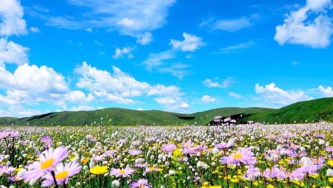 告别抖音 这片余亩的草原花海已攻陷四川 等你来打卡