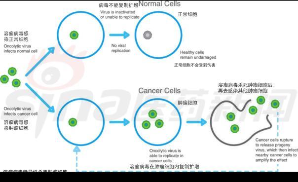 新兴抗肿瘤治疗药物溶瘤病毒何日 修成正果