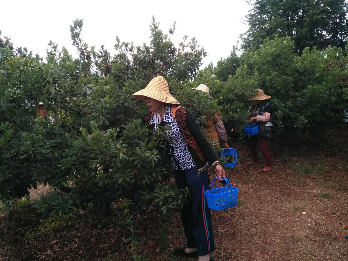 對於很多昆明人來說,不覺中又到了楊梅採摘的季節了!