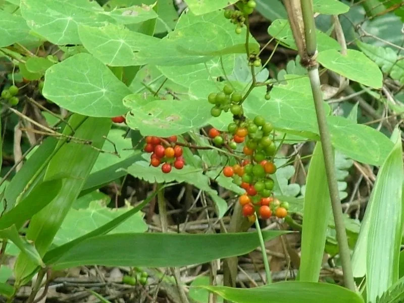 简介:三叶青是一种中草药,又名三叶崖爬藤,金线吊葫芦,蛇附子,石老鼠