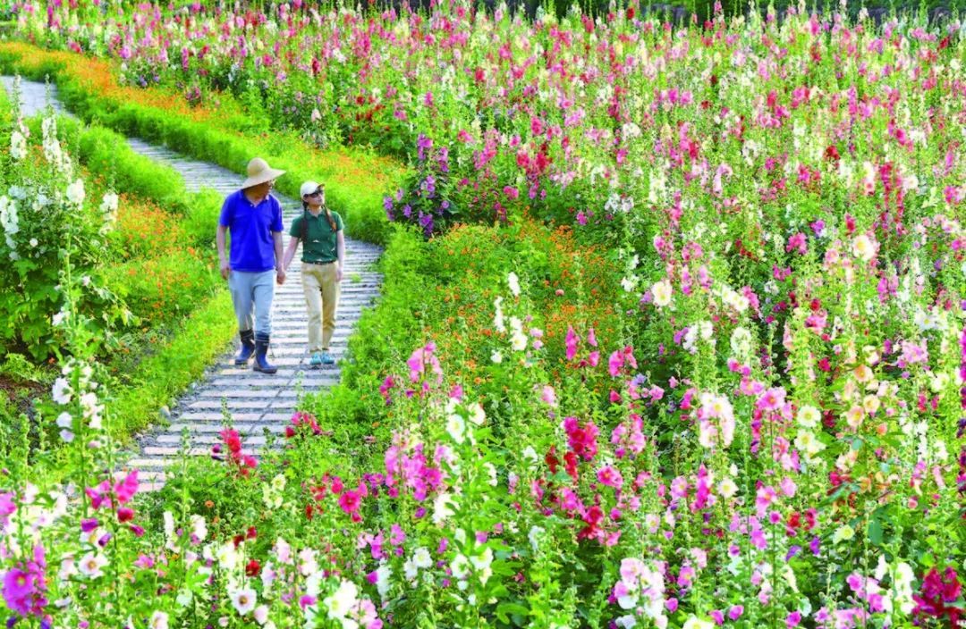 賞花遊 | 盛夏花海來襲,成都這10大花海等你來邂逅!