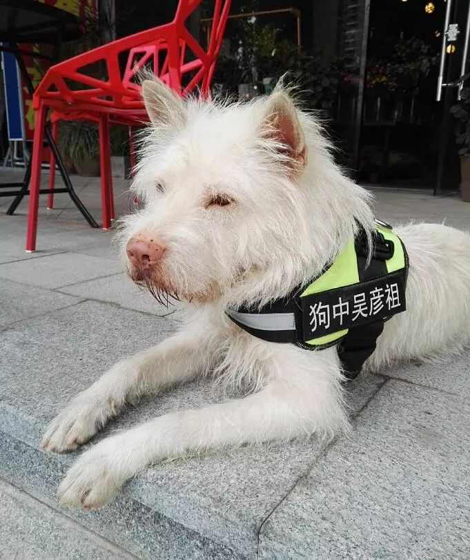 既有颜值又有实力的猎犬它的名字叫做下司犬是远近闻名的中华名猎