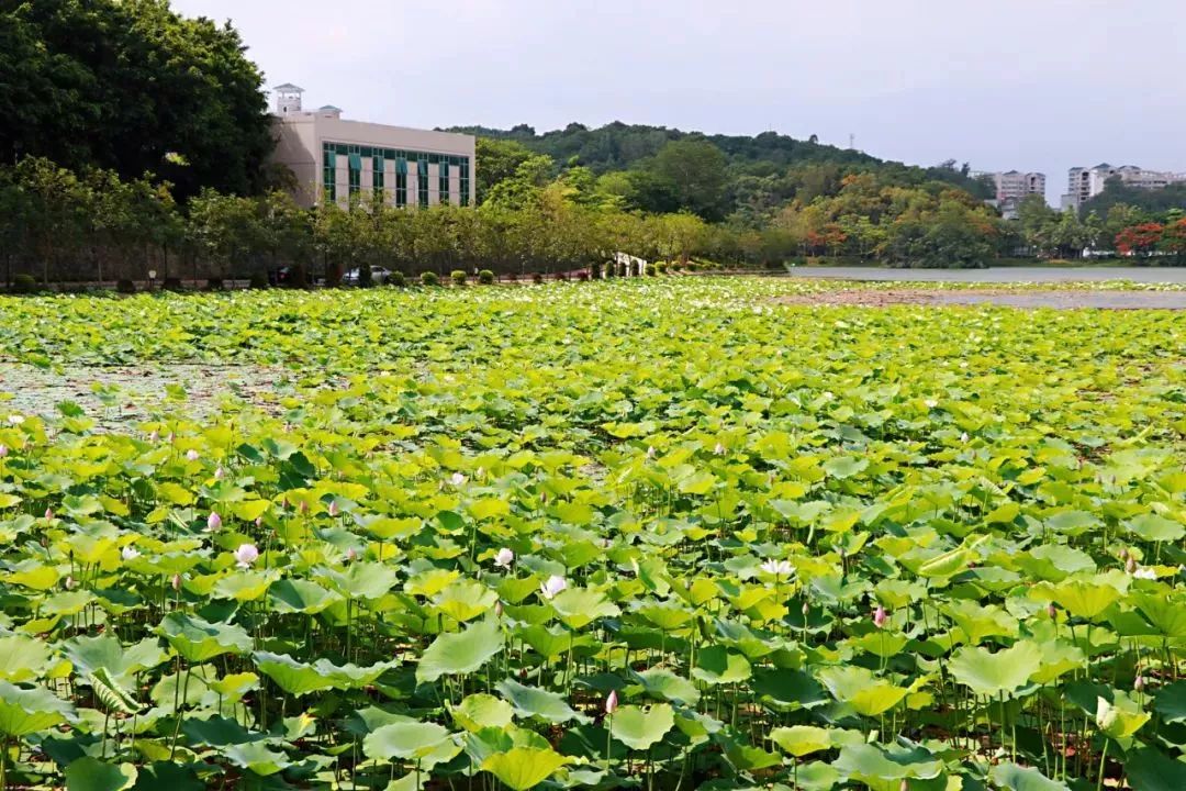 這些熱門賞荷佳地,趕緊收藏起來!