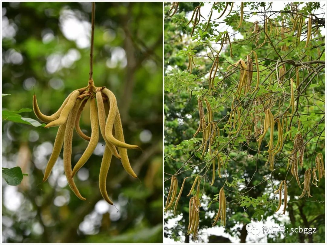 黄风铃花果实图片