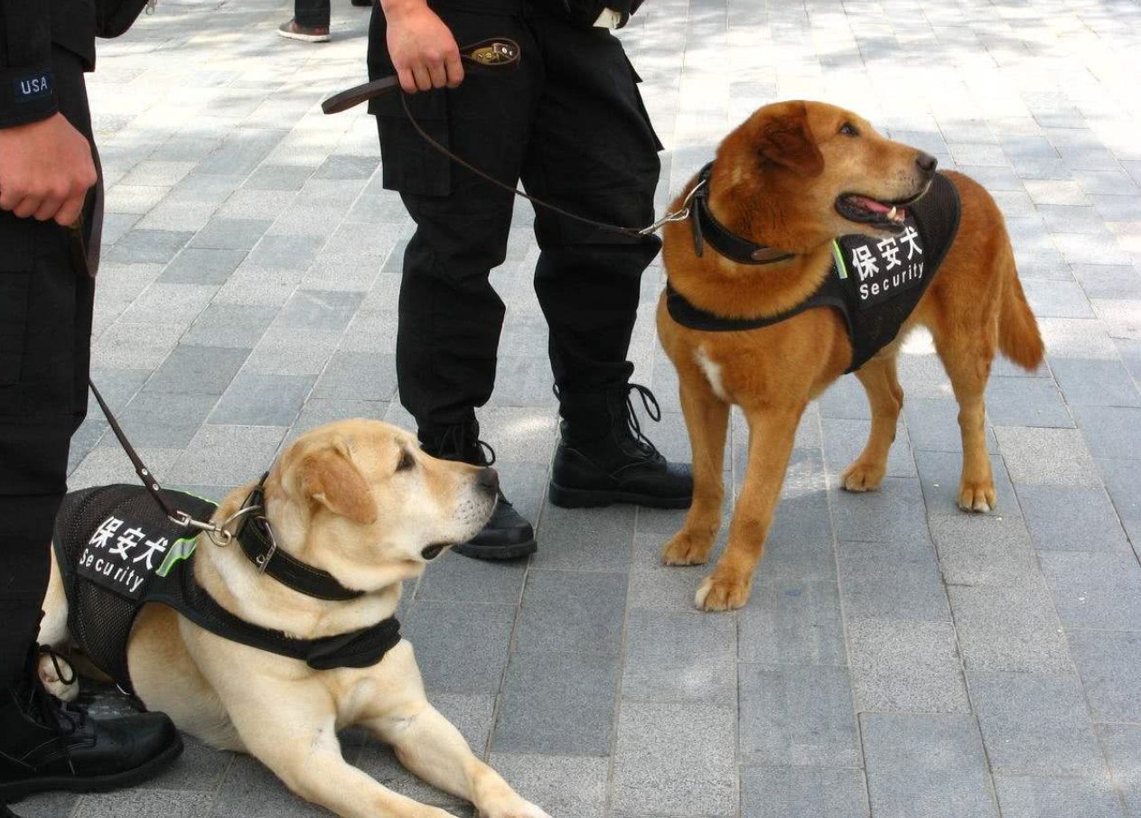 的狗身體素質和性格都相差較大,所以我們常見的警犬品種也較為固定,讓