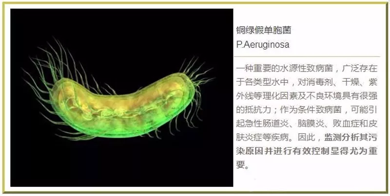 桶裝飲用水銅綠假單孢菌超標如何解決