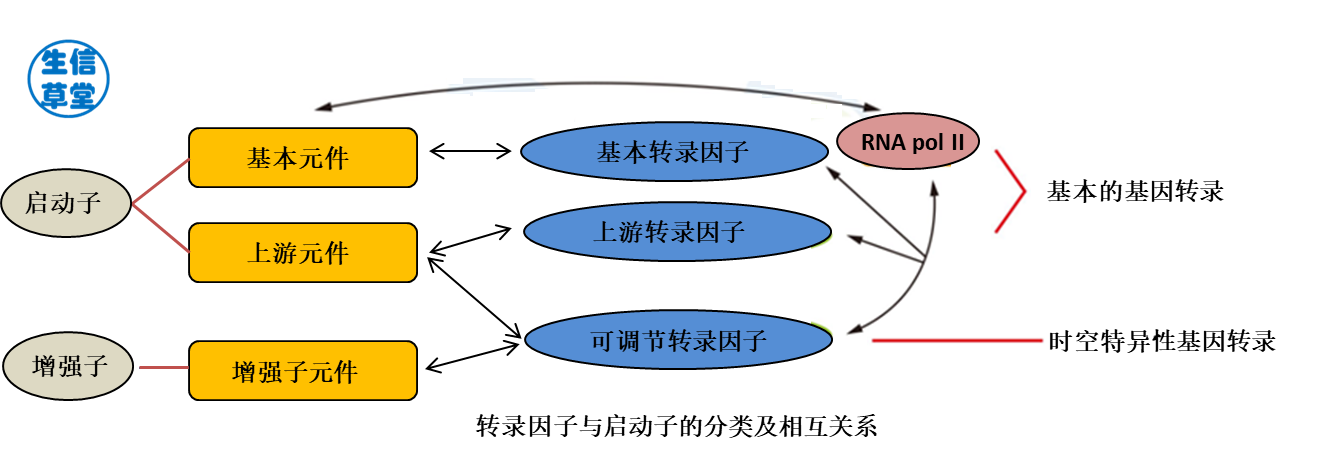 转录因子与启动子的分类及相互关系真核生物的rna聚合酶不能直接识别