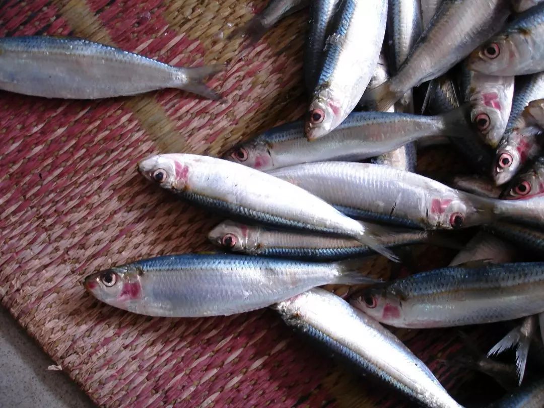 美食|快麦收了,眼下沧州黄骅有种最应季的小海鲜叫青皮