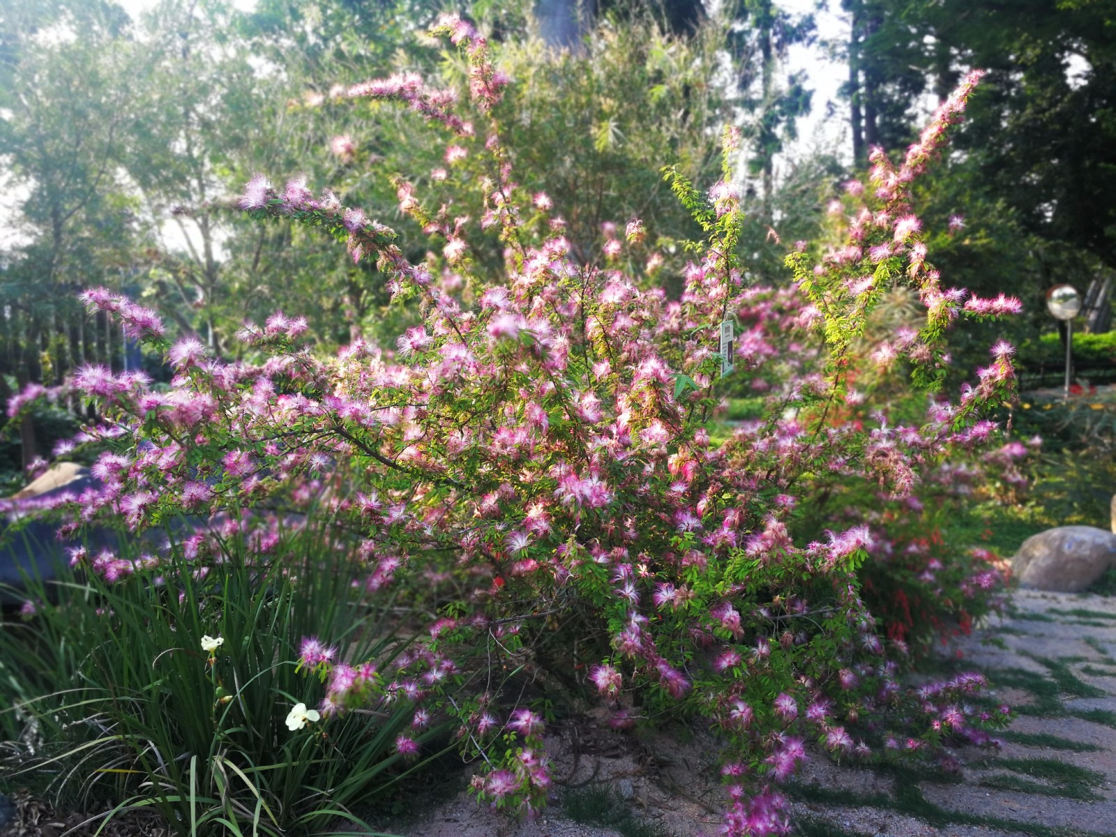 美姿秀色挡不住 香水合欢吐芬芳 花形酷似粉扑 叶如含羞草闭合