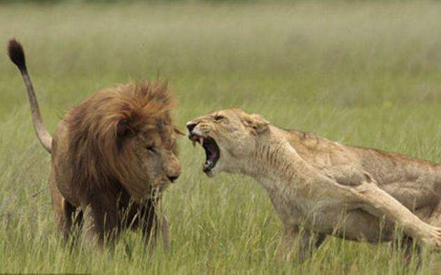 母狮的脾气实在是太大了直接将狮子的舌头就拽了出来