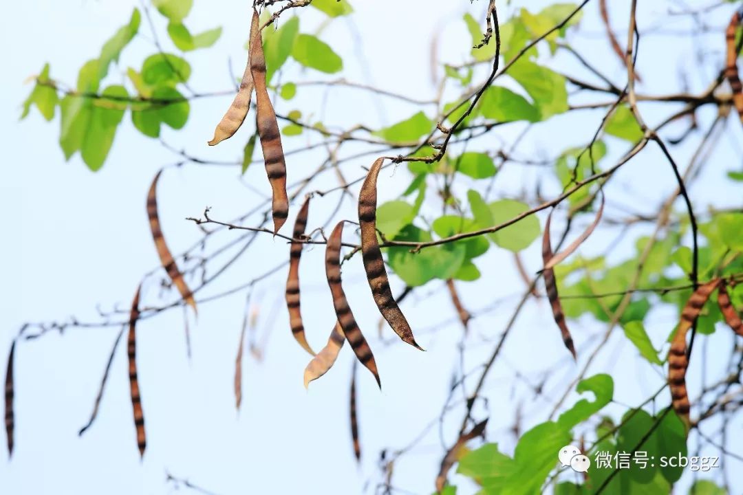 宫粉羊蹄甲果实图片