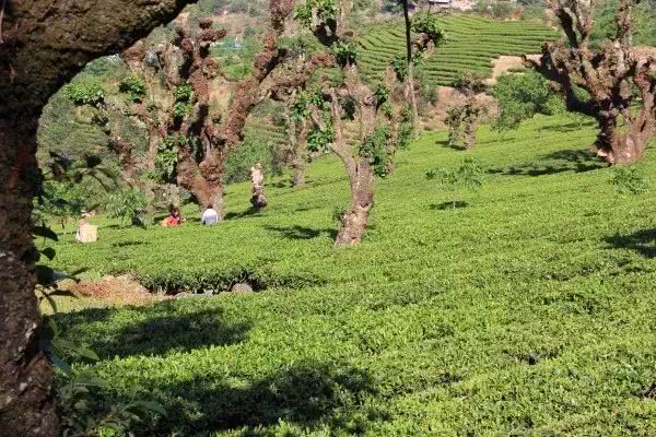 离天空最近的茶园博南山二十四节气美到让人无法呼吸