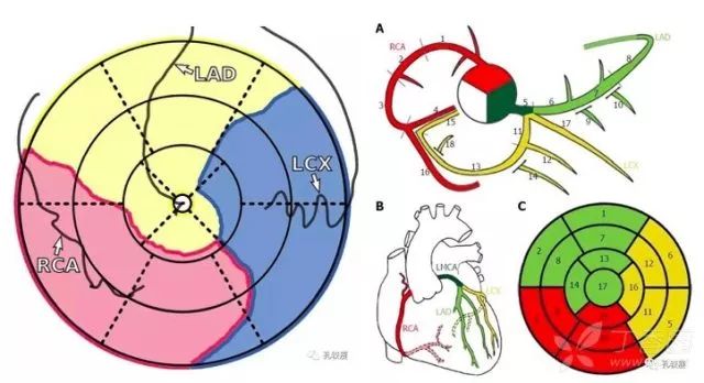 心脏16节段图图片