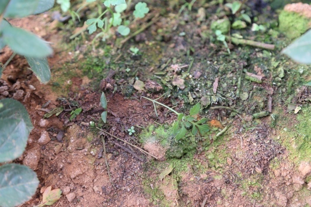 爱诺森腐植酸图片