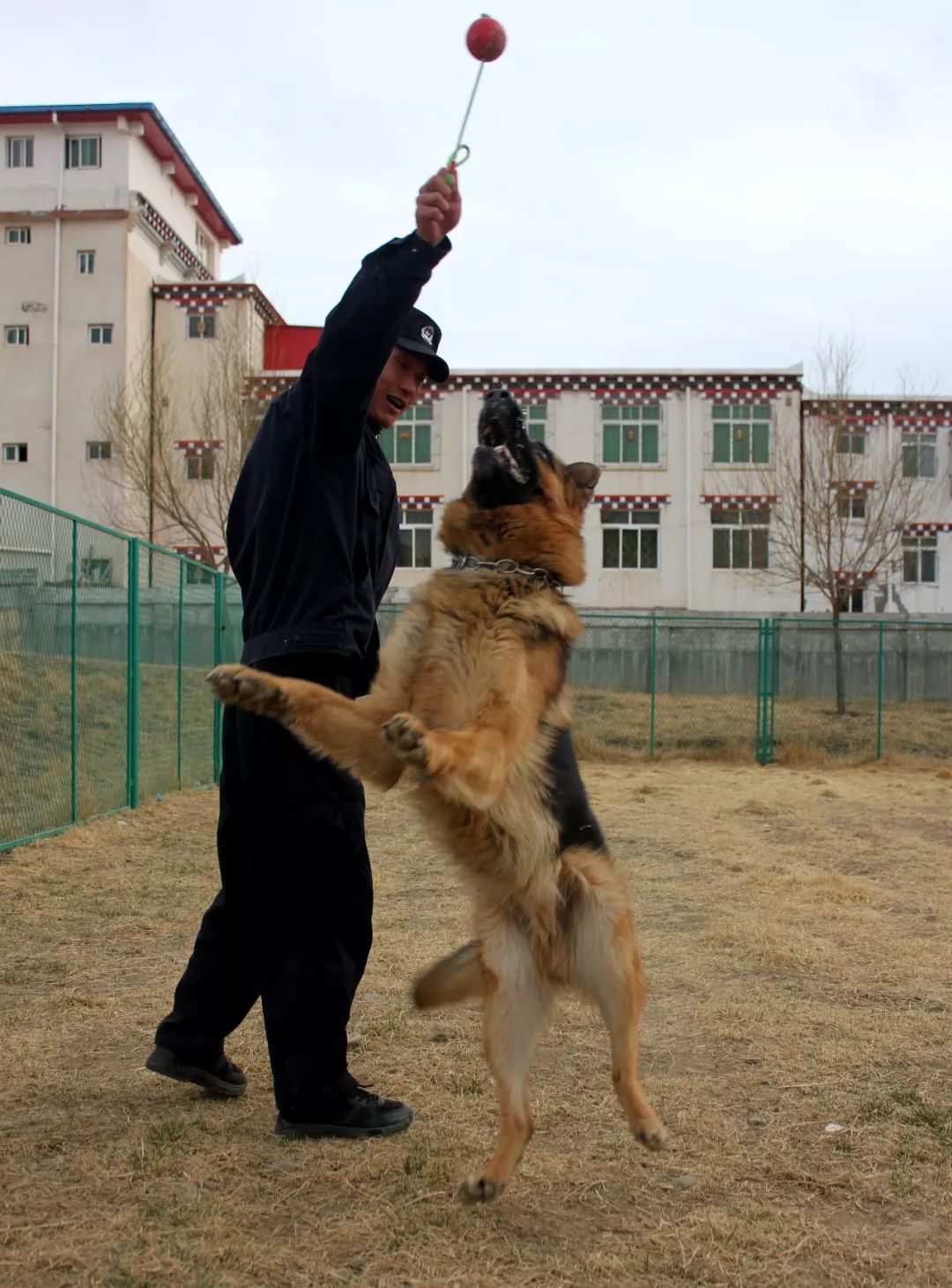 超有顏值的警犬來啦!瞭解一下