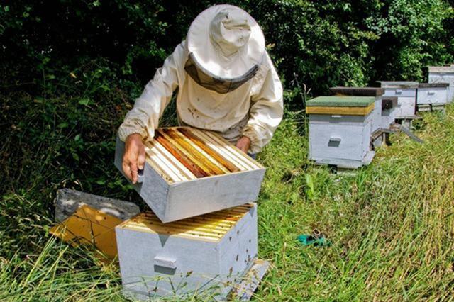 蜜蜂养殖教程大全 蜜蜂养殖教程大全图片