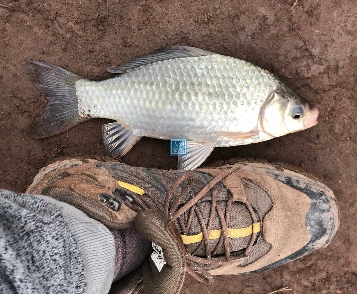 野湖大壩,秘製窩料釣魚,佈置