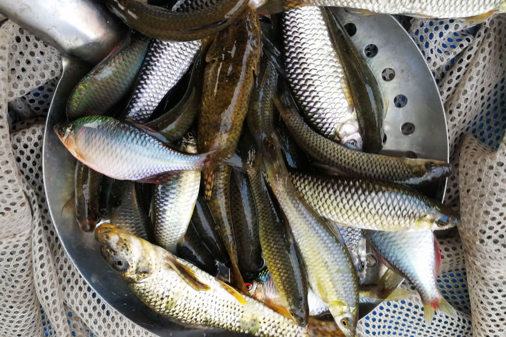 10塊錢一斤麥穗魚搶手300塊錢一斤的4斤半大鱉降到150還是沒人買