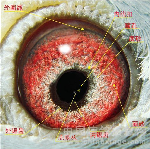 无眼志信鸽眼睛图片图片