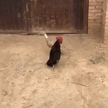 小鸡走路gif图片
