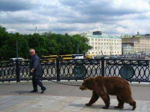 美国大爷在俄罗斯街头溜熊被俄罗斯人围观熊我招谁惹谁了