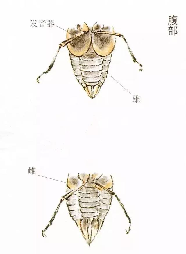 工筆畫法及其步驟雄蟬因有很大的發音器,所以會鳴叫,雌蟬需要產卵