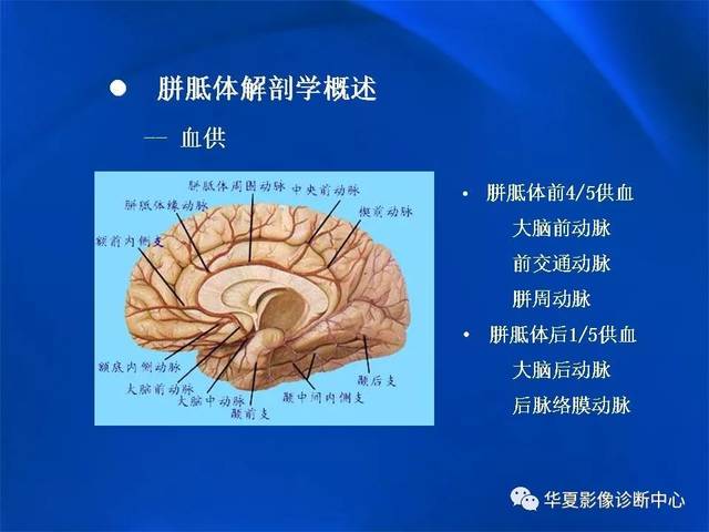 胼胝体立体解剖图图片