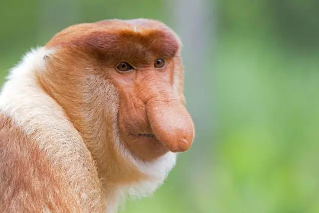 猴鼻面相图片图片