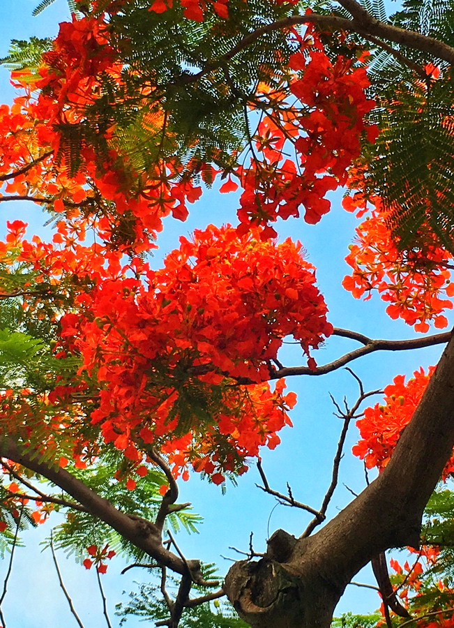 厦门路边树上红色的花图片