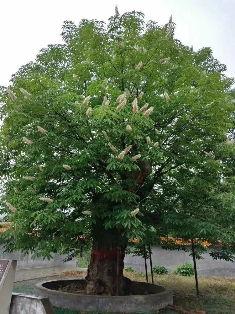 生存大帝索罗树上照片图片