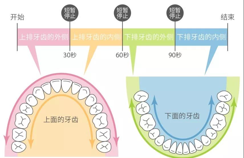 口腔牙列分区ABCD图片图片
