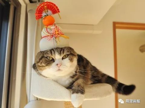 日本网红猫咪我最爱的maru酱11岁生日快乐