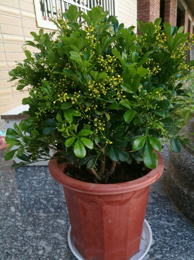 米兰花(米兰花有毒吗)