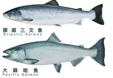 并且"trout"对应的概念是"鳟鱼,指的是大马哈鱼属(太平洋鲑属)和鲑鱼