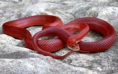 红花蛇有毒图片